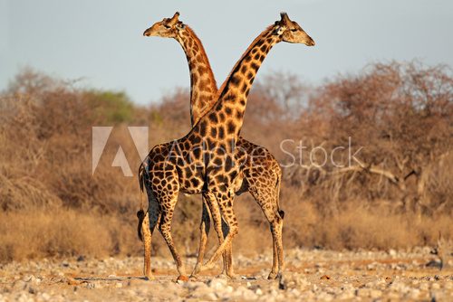 Fototapeta Giraffe bulls, Etosha National Park