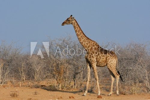 Fototapeta Giraffe (Giraffa camelopardalis) im Etosha Nationalpark