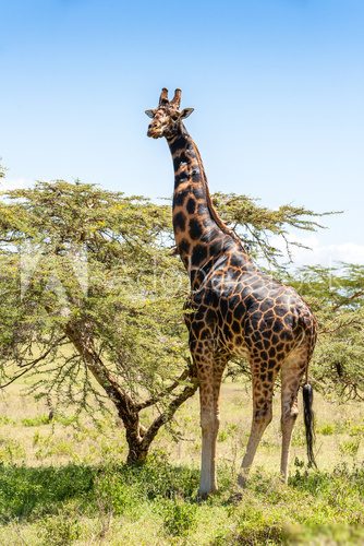 Fototapeta giraffe on a background of grass