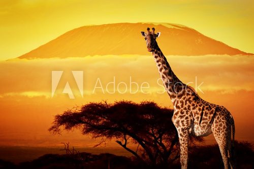 Fototapeta Giraffe on savanna. Mount Kilimanjaro at sunset. Safari