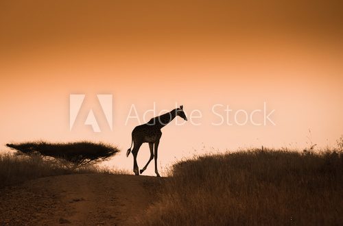Fototapeta Giraffe on the gold sunset sky