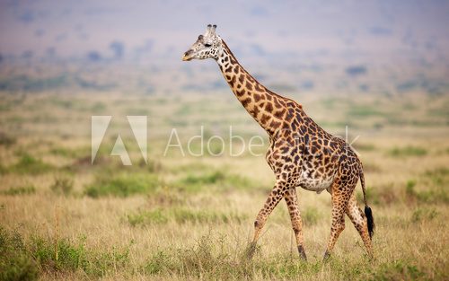 Fototapeta Giraffe walking in Kenya