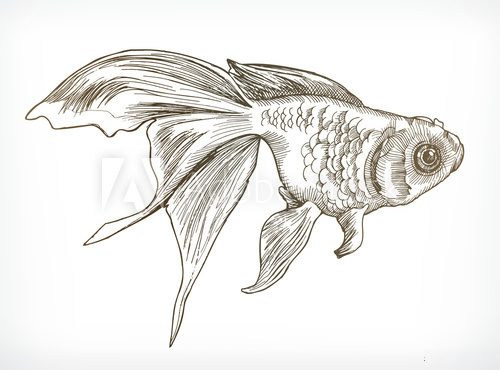 Fototapeta Gold fish sketches, hand drawing, vector