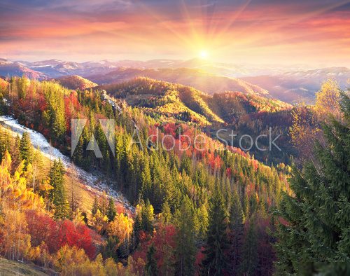 Fototapeta Golden Forest Ridge Sokilsky