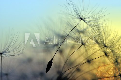 Fototapeta Golden sunset and dandelion, meditative zen background