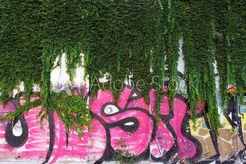 Fototapeta Graffiti wall with ivy