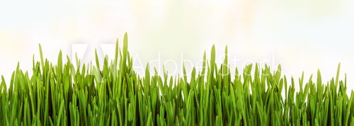 Fototapeta GrÃ¼ne Wiese Im Sonnenlicht.