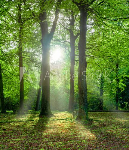 Fototapeta grÃ¼ner Wald im Sommer mit Gegenlicht