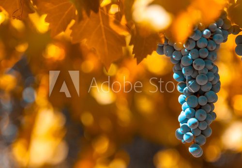 Fototapeta grape bunch, very shallow focus