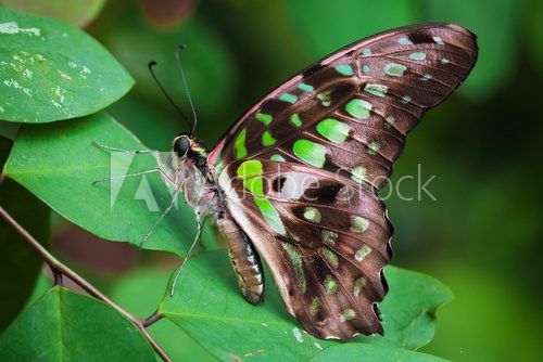 Fototapeta Graphium agamemnon butterfly