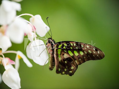 Fototapeta Graphium agamemnon on white blooms