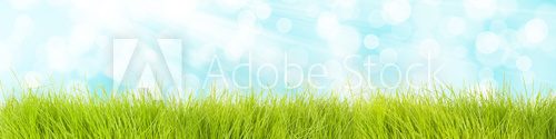 Fototapeta Gras Hintergrund mit blauem Himmel
