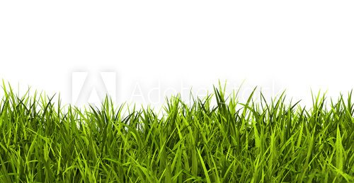 Fototapeta Gras, Rasen, Wiese, Ostergras, Panorama, Banner, Hintergrund, 3D