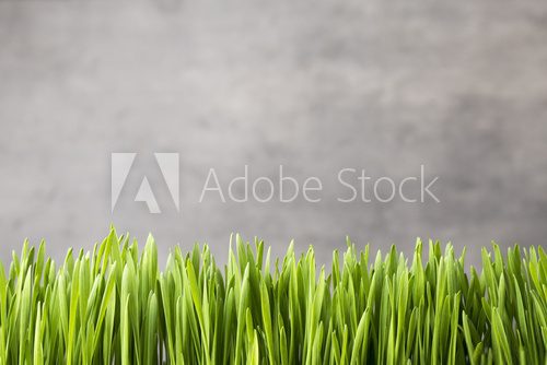 Fototapeta Grass.