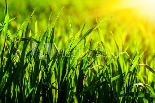 Fototapeta  grass and sun light