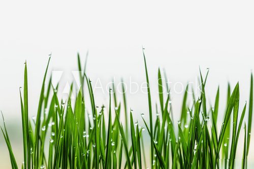 Fototapeta Grass green with dew drops