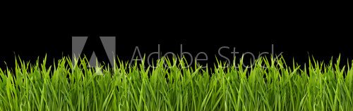 Fototapeta Grass on a black background