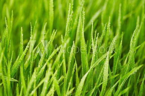 Fototapeta Grass with drops of water