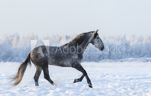 Fototapeta Gray Andalusian horse cantering on meadow in fresh snow