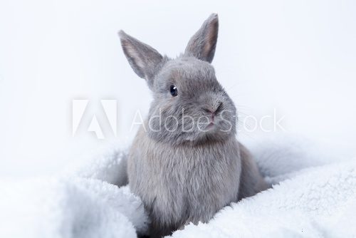 Fototapeta gray rabbit sitting on a fluffy blanket