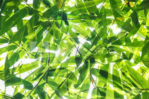 Fototapeta Green bamboo leaf pattern on white background
