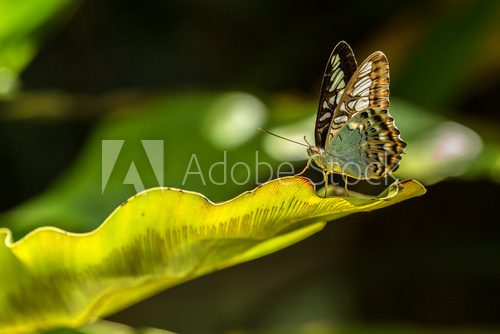 Fototapeta Green butterfly laying on a green leaf