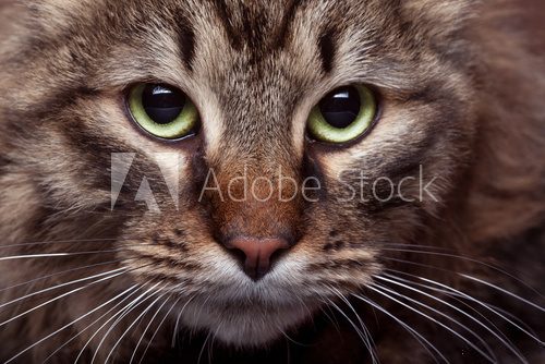 Fototapeta Green cat eyes in close up photo