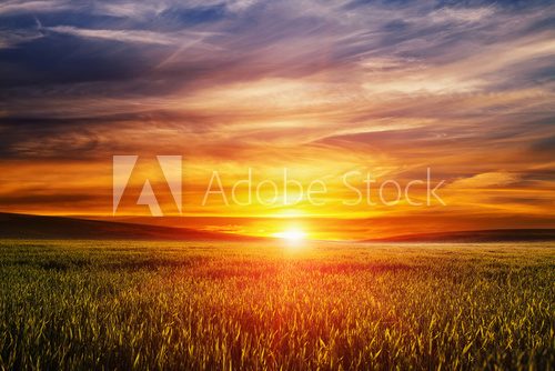 Fototapeta Green Field and Beautiful Sunset