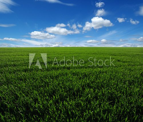 Fototapeta green field