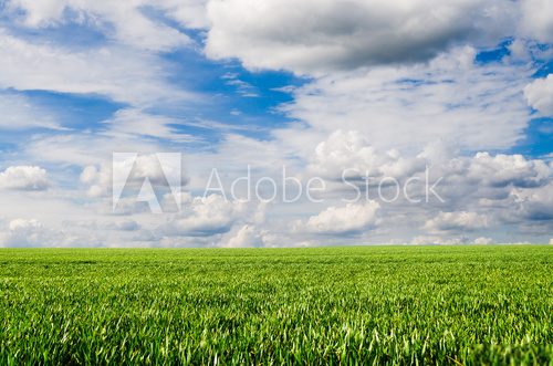 Fototapeta green fields