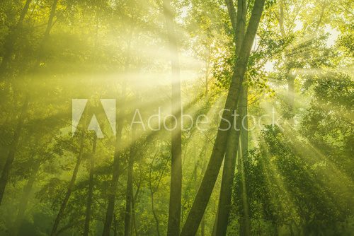 Fototapeta Green Forest with sunbeam