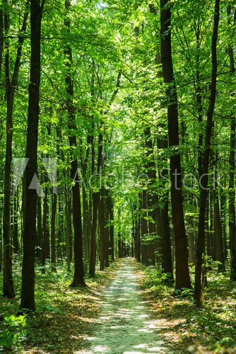Fototapeta green forest