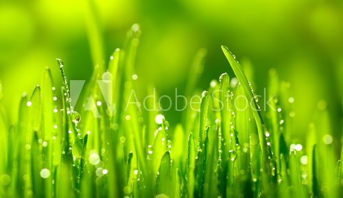 Fototapeta Green Grass