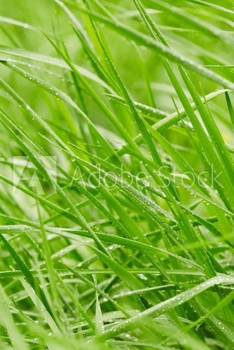 Fototapeta Green grass