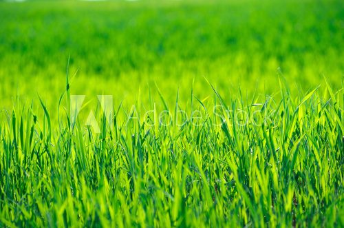 Fototapeta Green grass