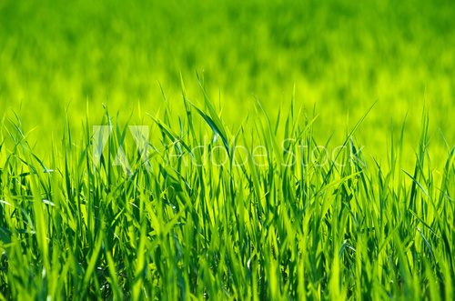 Fototapeta Green grass