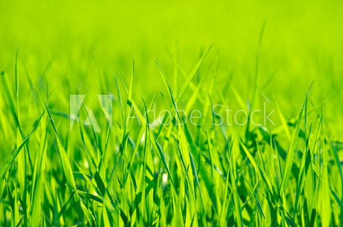 Fototapeta Green grass