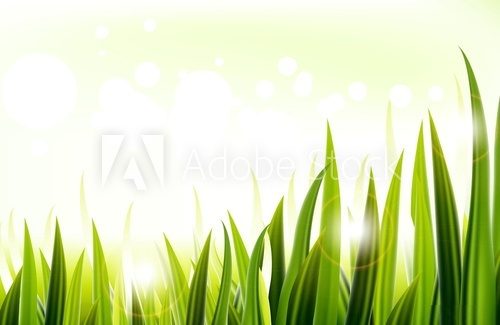 Fototapeta Green grass
