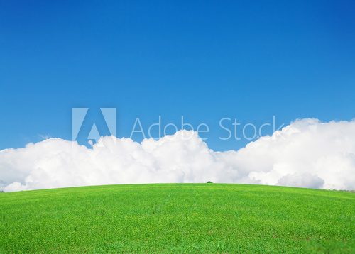 Fototapeta Green grass field and blue sky with clouds on horizon