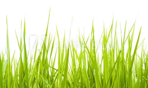 Fototapeta Green grass isolate