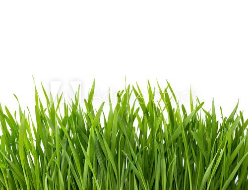 Fototapeta Green grass isolated on white background.
