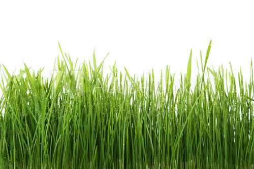 Fototapeta Green grass isolated on white