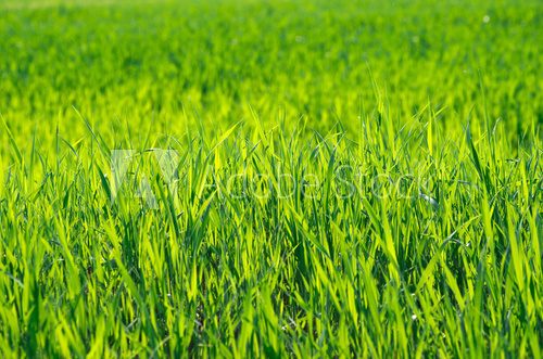 Fototapeta Green grass