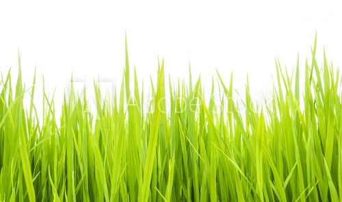 Fototapeta Green grass006