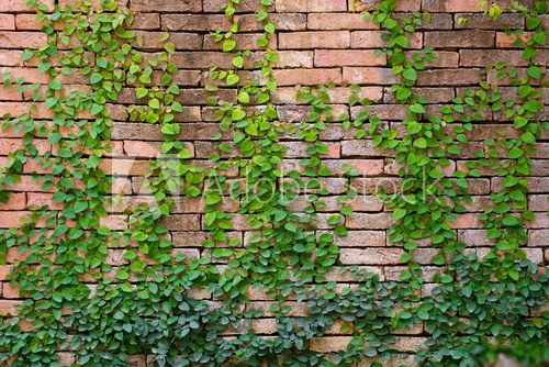 Fototapeta green ivy  on orange wall