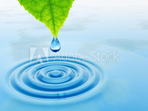 Fototapeta Green leaf with water drop and ripple