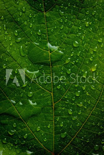 Fototapeta green leaf