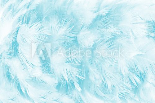 Fototapeta green turquoise vintage color trends chicken feather texture background