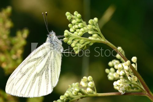Fototapeta Green-veined white butterfly (Pieris napi) at rest on flower. Insect in the family Pieridae (the whites) at rest showing dark veins on underside