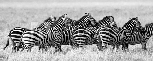 Fototapeta Group of zebras in the savannah. Kenya. Tanzania. National Park. Serengeti. Maasai Mara. An excellent illustration.